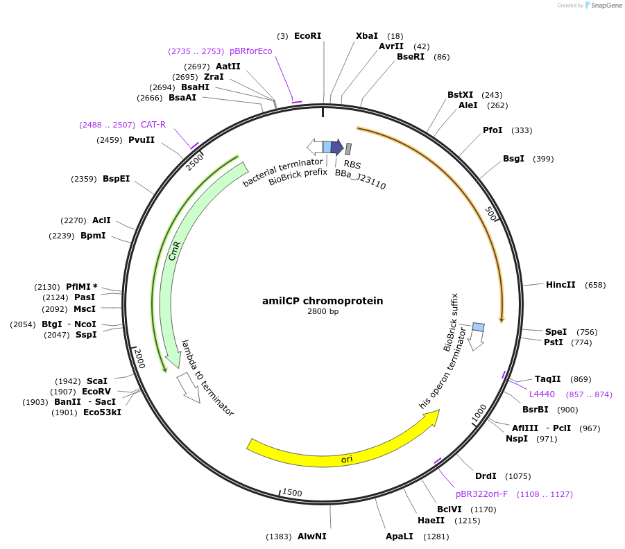amilCP chromoprotein载体图谱